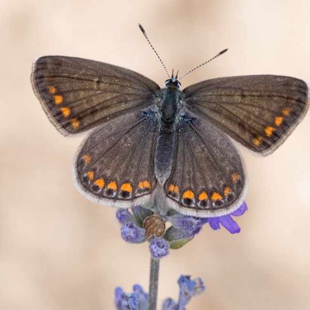 Possibile id? - Polyommatus (Polyommatus) icarus, Lycaenidae